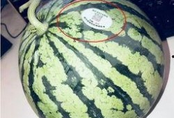 秦安网红吃瓜