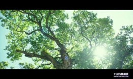 小森林在线观看免费观看,免费在线观看，共赴田园诗意之旅