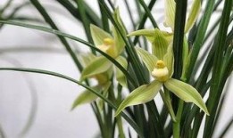 兰花姐姐爆料全集视频,揭秘娱乐圈不为人知的秘密