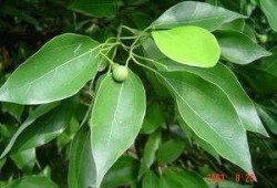 樟树免费吃瓜,樟树邀您共享夏日清凉