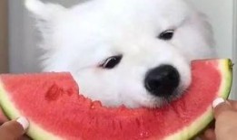 娱乐吃瓜酱萨摩耶,揭秘娱乐圈的萌宠传奇