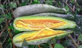 贵州网红大叔吃瓜,贵州网红大叔的独特吃瓜体验