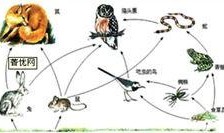 食物链在线观看完整版,揭示生态平衡的生存法则