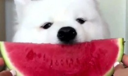 娱乐吃瓜酱萨摩耶,揭秘娱乐圈的萌宠传奇