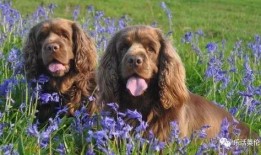 美媒爆料川普最新消息,美媒曝惊人消息，揭秘其最新动向！