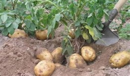 土豆网在线观看蜗居,都市生活写实剧，揭示现代青年住房困境