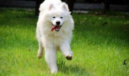 娱乐吃瓜酱萨摩耶,揭秘娱乐圈的萌宠传奇