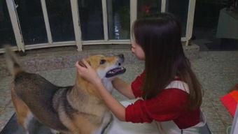 娱乐吃瓜酱小狗