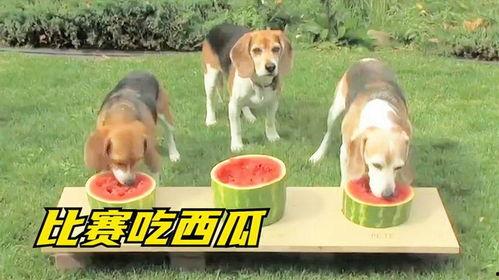 娱乐吃瓜酱小狗